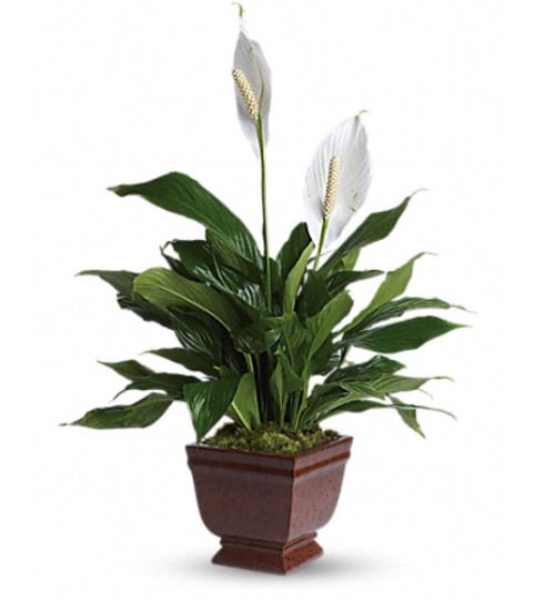 Lovely one spathiphyllum plant. An arrangement by Fine's Flowers. Lovely one spathiphyllum plant. An arrangement by Fine's Flowers.