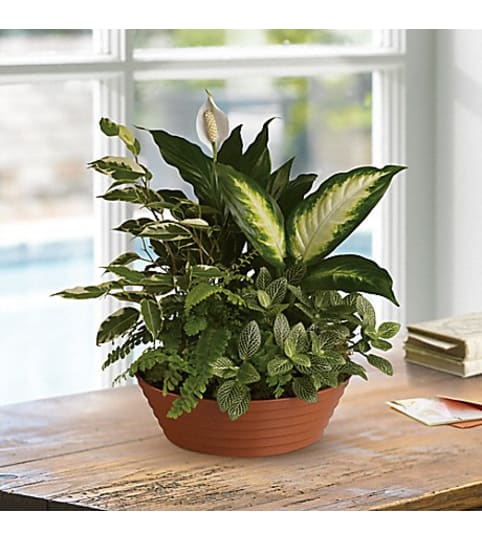 SERENE RETREAT PLANTER. An arrangement by Fine's Flowers.