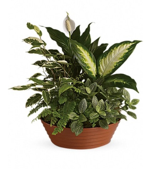 SERENE RETREAT PLANTER. An arrangement by Fine's Flowers.