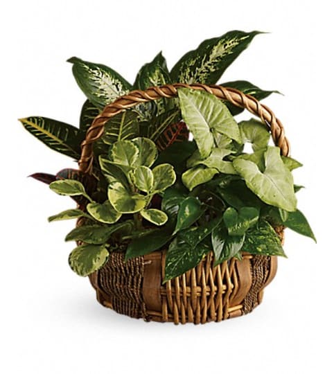 EMERALD GARDEN. An arrangement by Fine's Flowers. EMERALD GARDEN. An arrangement by Fine's Flowers.