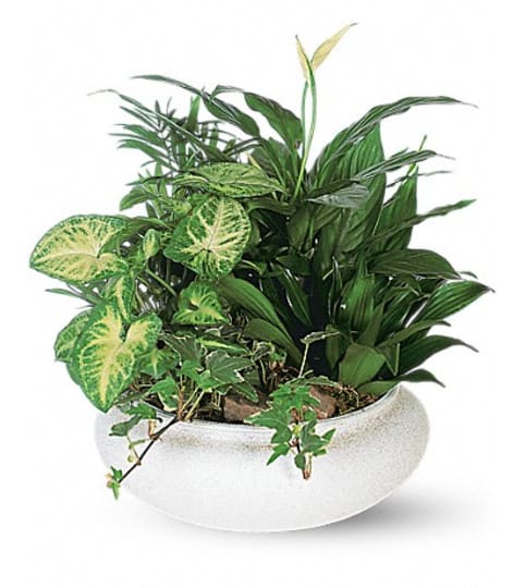 Dish garden. An arrangement by Fine's Flowers.