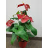 Flamingo flower - Premium. An arrangement by Fine's Flowers.