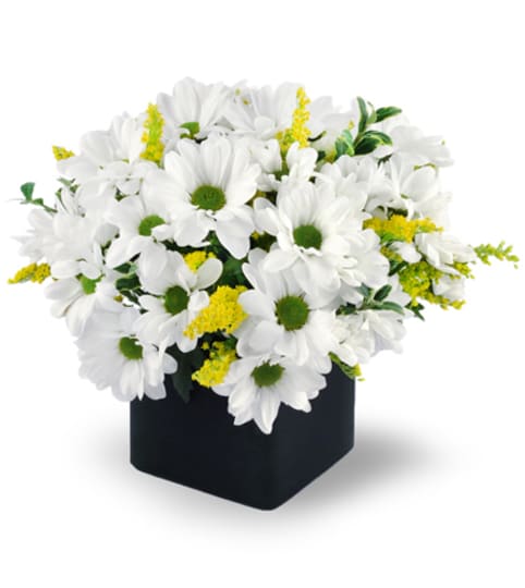Daisy Delight. An arrangement by Fine's Flowers.