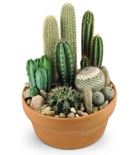 Cactus Garden. An arrangement by Fine's Flowers.