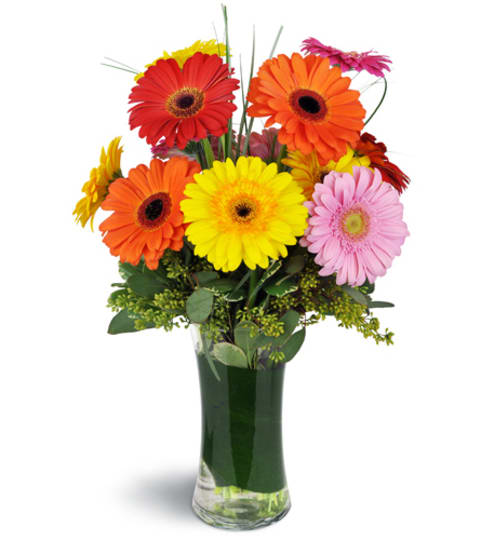 Daisy Rainbow™. An arrangement by Fine's Flowers.