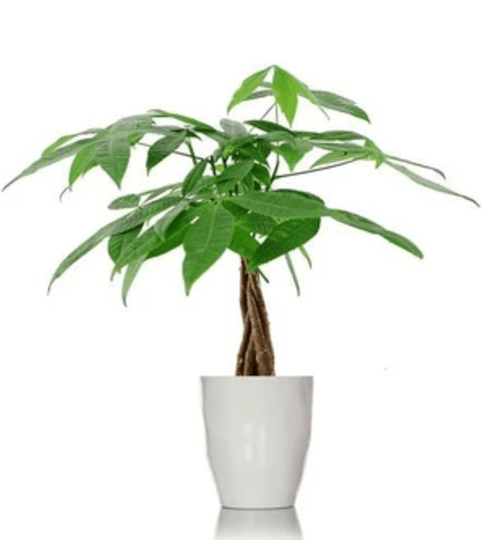 Money Tree 6 inch. An arrangement by Fine's Flowers.